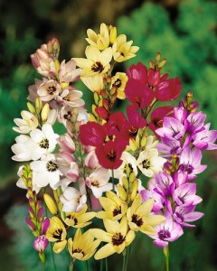 Ixia mix.jpg